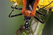 Assassin Bug (Gminatus australis) (Gminatus australis)